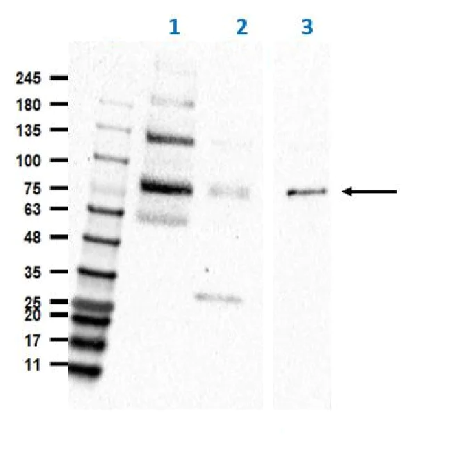 Western blot - Anti-eIF2A antibody (AB235147)