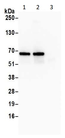 Immunoprecipitation - Anti-eIF2A antibody (AB264253), expandable thumbnail