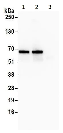 Immunoprecipitation - Anti-eIF2A antibody (AB264253)