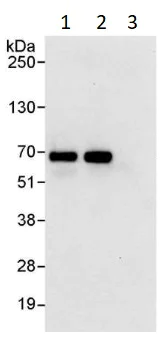 Immunoprecipitation - Anti-eIF2A antibody (AB264254)