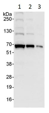 Western blot - Anti-eIF2A antibody (AB264254)