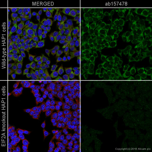 Immunocytochemistry/ Immunofluorescence - Anti-eIF2A antibody [EPR11041] - BSA and Azide free (AB249341)