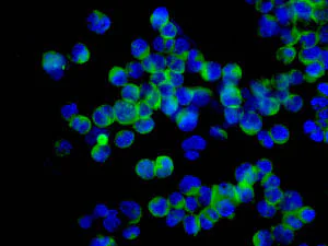 Immunocytochemistry/ Immunofluorescence - Anti-eIF2A antibody [EPR11041] - BSA and Azide free (AB249341)