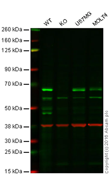 Western blot - Anti-eIF2A antibody [EPR11041] - BSA and Azide free (AB249341)