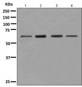 Western blot - Anti-eIF2A antibody [EPR11041] - BSA and Azide free (AB249341)