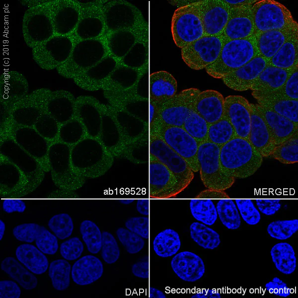Immunocytochemistry/ Immunofluorescence - Anti-eIF2A antibody [EPR11042] (AB169528)