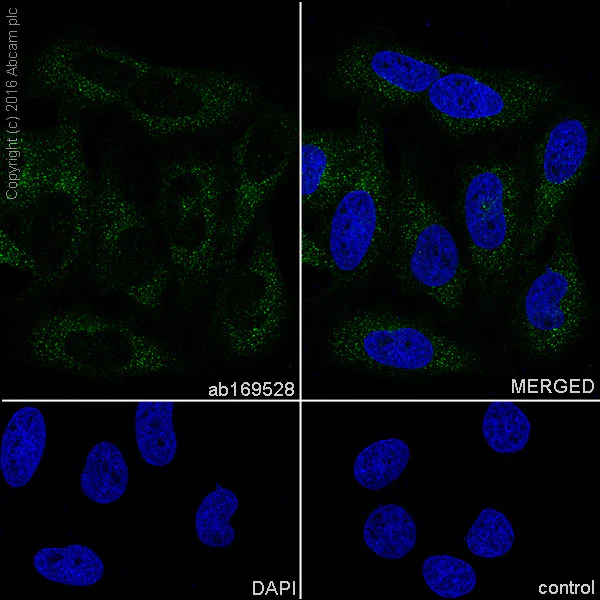 Immunocytochemistry/ Immunofluorescence - Anti-eIF2A antibody [EPR11042] (AB169528)
