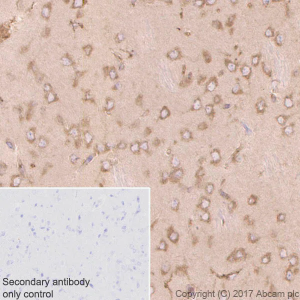 Immunohistochemistry (Formalin/PFA-fixed paraffin-embedded sections) - Anti-eIF2A antibody [EPR11042] (AB169528)