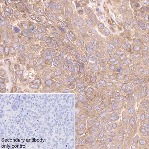 Immunohistochemistry (Formalin/PFA-fixed paraffin-embedded sections) - Anti-eIF2A antibody [EPR11042] (AB169528)