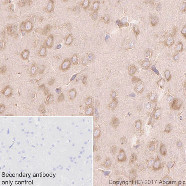 Immunohistochemistry (Formalin/PFA-fixed paraffin-embedded sections) - Anti-eIF2A antibody [EPR11042] (AB169528)