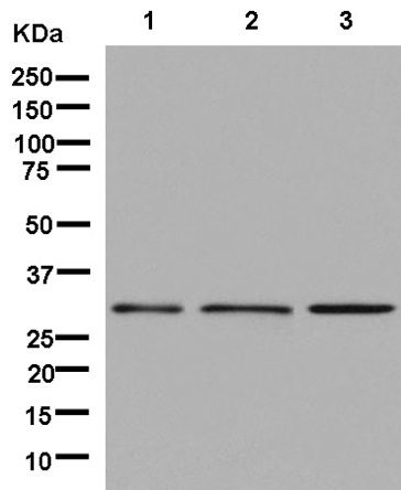 Western blot - Anti-EIF2B1 antibody [EPR13894(B)] - BSA and Azide free (AB250411)