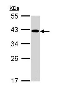 Western blot - Anti-EIF2B2 antibody (AB96574)