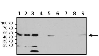 Western blot - Anti-eIF2B3 antibody [1H3] (AB171093)