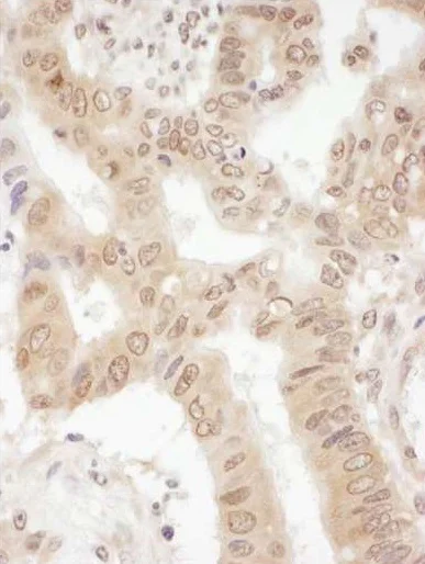 Immunohistochemistry (Formalin/PFA-fixed paraffin-embedded sections) - Anti-eIF2B4 antibody (AB241573)