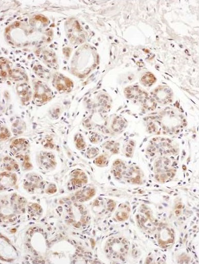 Immunohistochemistry (Formalin/PFA-fixed paraffin-embedded sections) - Anti-eIF2B4 antibody (AB241573)