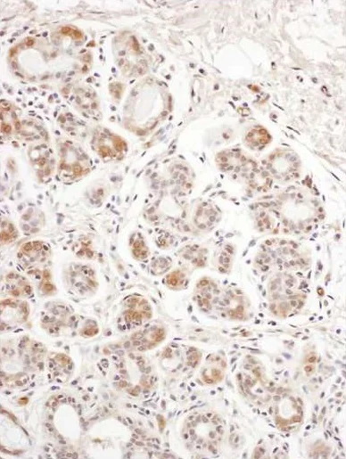 Immunohistochemistry (Formalin/PFA-fixed paraffin-embedded sections) - Anti-eIF2B4 antibody (AB241573)