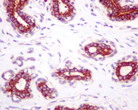 Immunohistochemistry (Formalin/PFA-fixed paraffin-embedded sections) - Anti-EIF2B5 antibody [EPR13533] - BSA and Azide free (AB250298)