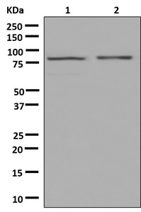 Western blot - Anti-EIF2B5 antibody [EPR13533] - BSA and Azide free (AB250298)
