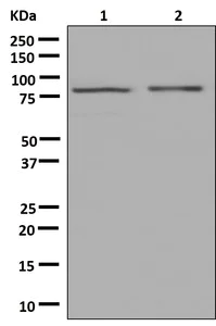 Western blot - Anti-EIF2B5 antibody [EPR13533] - BSA and Azide free (AB250298)
