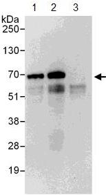 Immunoprecipitation - Anti-EIF2D antibody (AB108218), expandable thumbnail