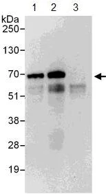 Immunoprecipitation - Anti-EIF2D antibody (AB108218)