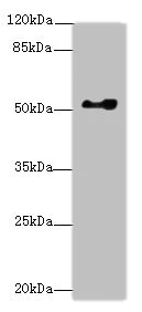 Western blot - Anti-EIF2G/EIF2S3 antibody (AB225953)