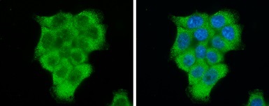 Immunocytochemistry/ Immunofluorescence - Anti-EIF2S1 antibody (AB137626)