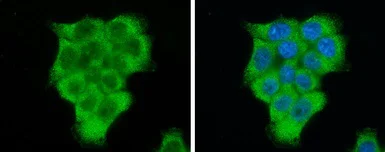 Immunocytochemistry/ Immunofluorescence - Anti-EIF2S1 antibody (AB137626)