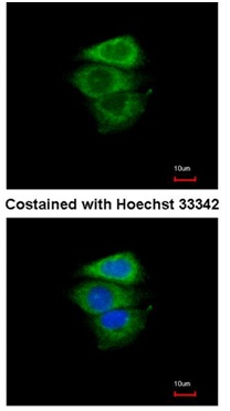 Immunocytochemistry/ Immunofluorescence - Anti-EIF2S1 antibody (AB137626), expandable thumbnail
