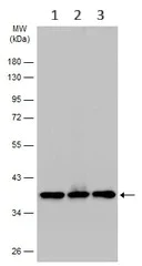Western blot - Anti-EIF2S1 antibody (AB137626)