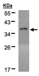 Western blot - Anti-EIF2S1 antibody (AB137626), expandable thumbnail