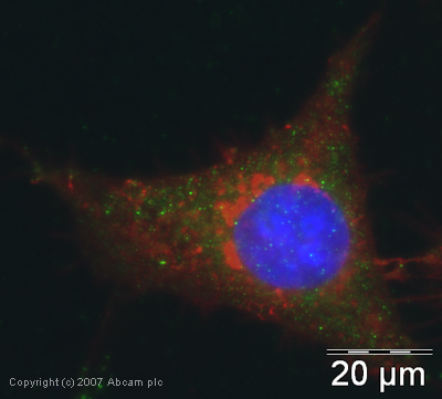 Immunocytochemistry/ Immunofluorescence - Anti-EIF2S1 antibody (AB26197)