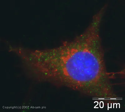 Immunocytochemistry/ Immunofluorescence - Anti-EIF2S1 antibody (AB26197)