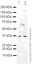 Western blot - Anti-EIF2S1 antibody (AB26197)