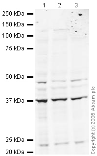Western blot - Anti-EIF2S1 antibody (AB26197)