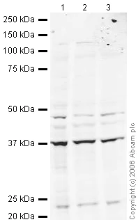 Western blot - Anti-EIF2S1 antibody (AB26197)