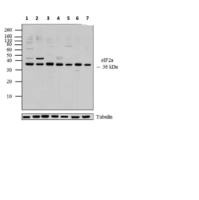 Western blot - Anti-EIF2S1 antibody [EIF2a] (AB5369)