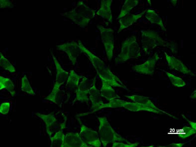 Immunocytochemistry/ Immunofluorescence - Anti-EIF2S1 antibody [EIF2S1A2B8] (AB50733)