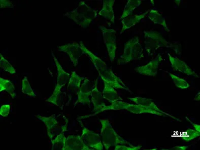 Immunocytochemistry/ Immunofluorescence - Anti-EIF2S1 antibody [EIF2S1A2B8] (AB50733)