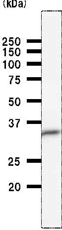 Western blot - Anti-EIF2S1 antibody [EIF2S1A2B8] (AB50733)