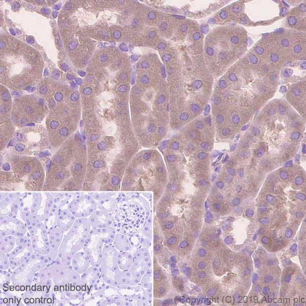 Immunohistochemistry (Formalin/PFA-fixed paraffin-embedded sections) - Anti-EIF2S1 antibody [EPR23098-50] (ab242148), expandable thumbnail