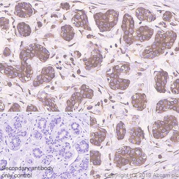 Immunohistochemistry (Formalin/PFA-fixed paraffin-embedded sections) - Anti-EIF2S1 antibody [EPR23098-50] (AB242148), expandable thumbnail