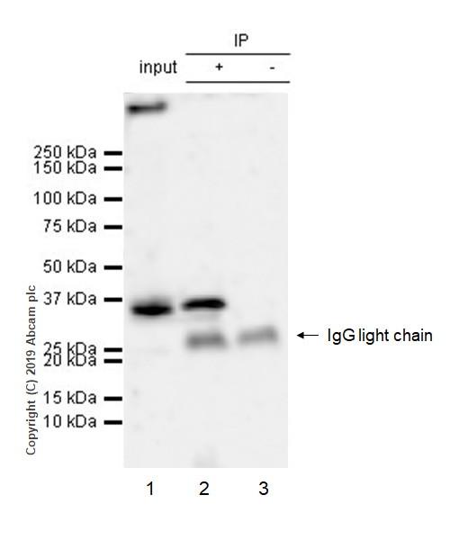 Immunoprecipitation - Anti-EIF2S1 antibody [EPR23098-50] (AB242148), expandable thumbnail