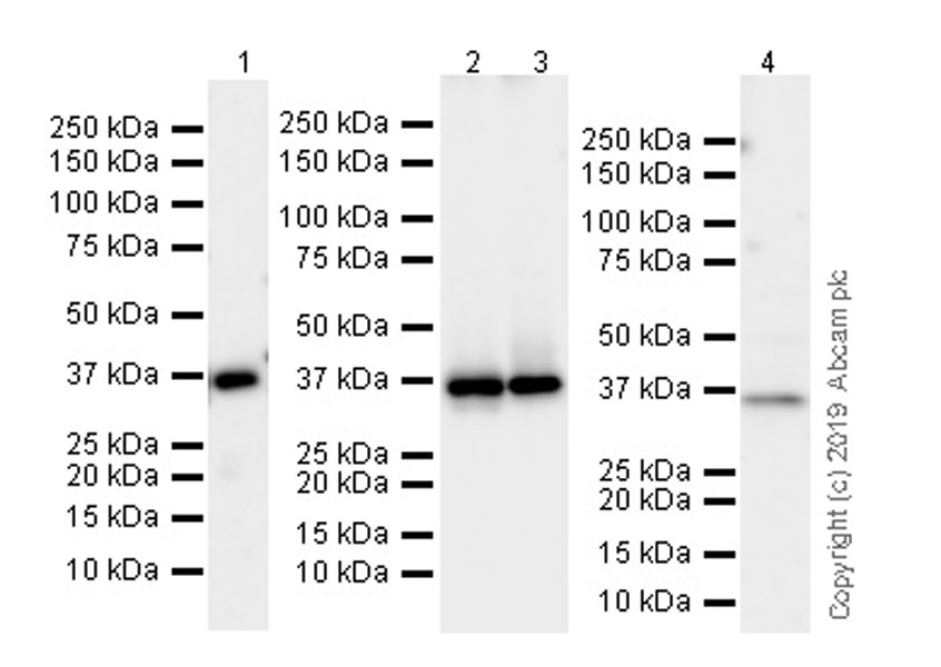 Western blot - Anti-EIF2S1 antibody [EPR23098-50] (AB242148), expandable thumbnail