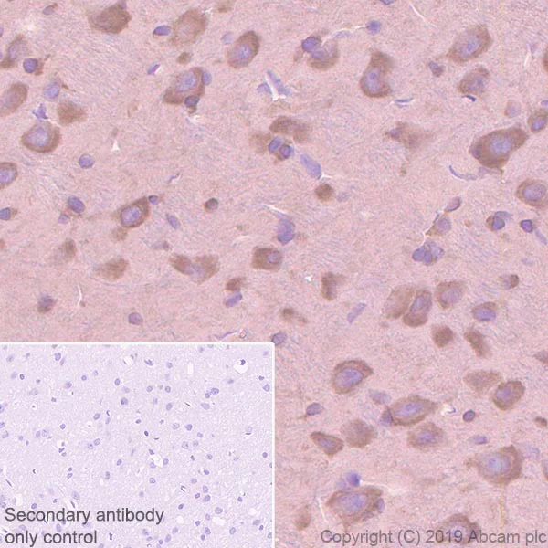 Immunohistochemistry (Formalin/PFA-fixed paraffin-embedded sections) - Anti-EIF2S1 antibody [EPR23098-50] - BSA and Azide free (AB263951)