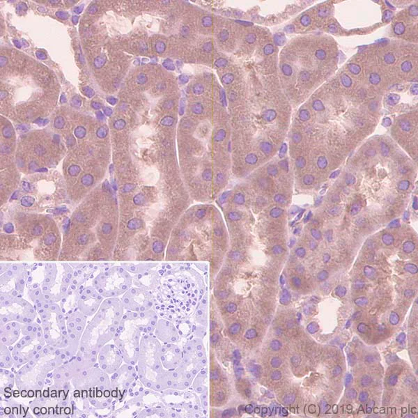 Immunohistochemistry (Formalin/PFA-fixed paraffin-embedded sections) - Anti-EIF2S1 antibody [EPR23098-50] - BSA and Azide free (AB263951)