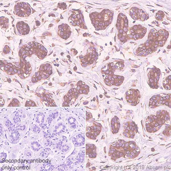 Immunohistochemistry (Formalin/PFA-fixed paraffin-embedded sections) - Anti-EIF2S1 antibody [EPR23098-50] - BSA and Azide free (AB263951)