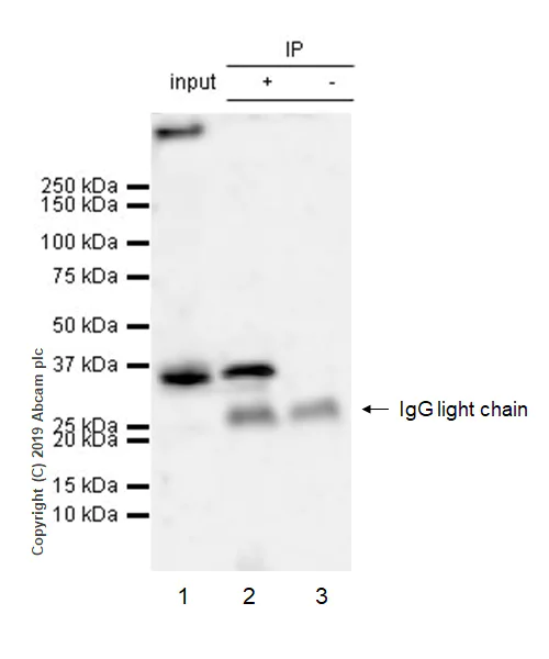 Immunoprecipitation - Anti-EIF2S1 antibody [EPR23098-50] - BSA and Azide free (AB263951)