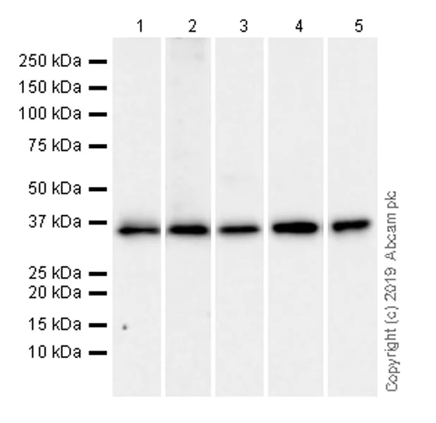 Western blot - Anti-EIF2S1 antibody [EPR23098-50] - BSA and Azide free (AB263951)