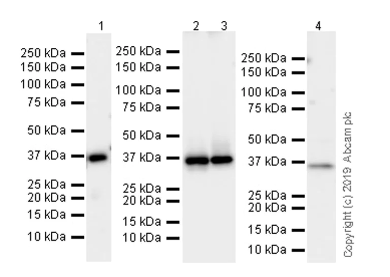 Western blot - Anti-EIF2S1 antibody [EPR23098-50] - BSA and Azide free (AB263951)